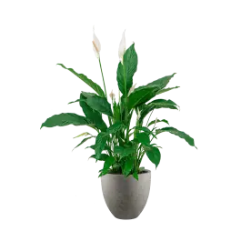 Direct bestellen | Spathiphyllum in Grigio Egg Concrete grijs
