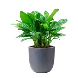Aglaonema Stripes in Urban Smooth Egg Planter grijs - Laatste dagen