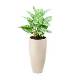 Eenvoudig retourneren - Aglaonema Stripes in June Round High Linnen Wit
