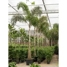 Wodyetia Bifurcata - Direct van de fabrikant