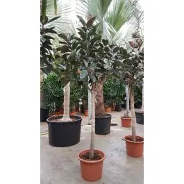 Ficus Burgundy op stam XXXL | Uitverkoop
