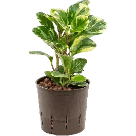 Bespaar nu | Peperomia Obtusifolia USA