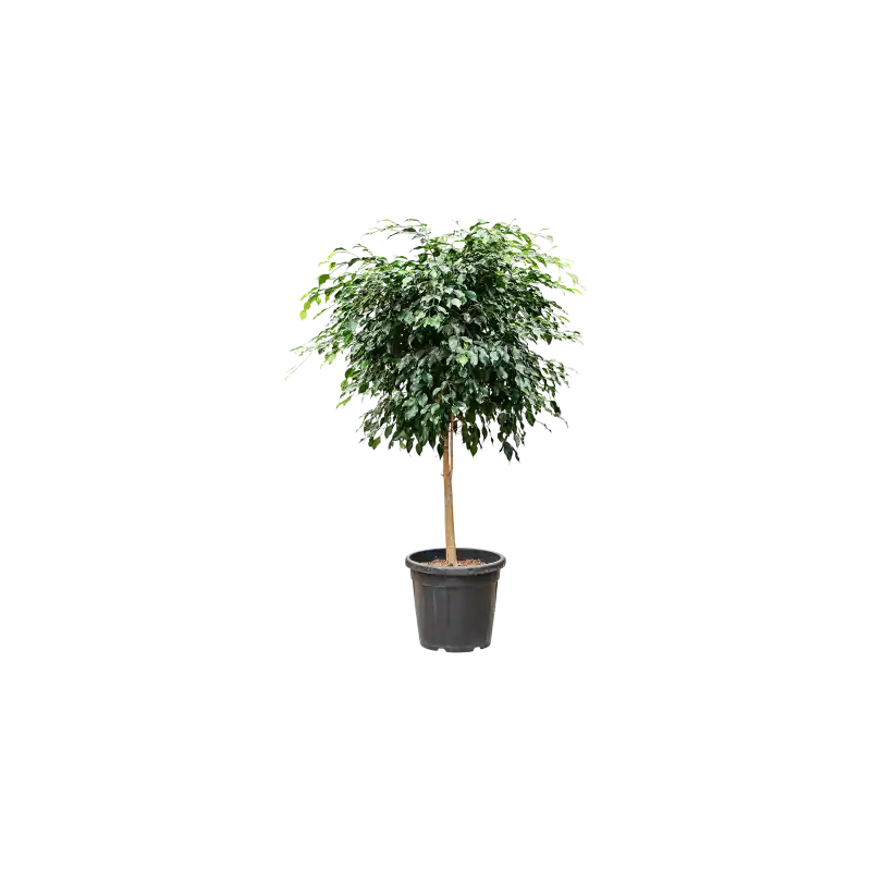 Nog enkele stuks | Ficus Danielle op stam