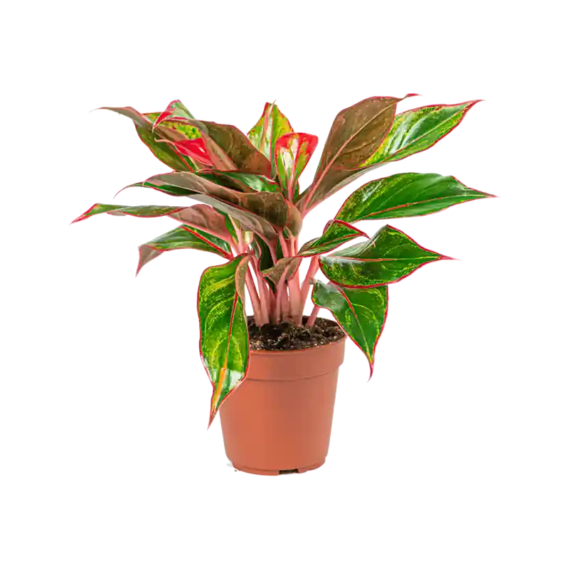 Direct kopen - Aglaonema Jungle Red