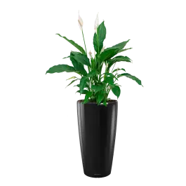 Spathiphyllum in watergevende Rondo zwart - Veel gekozen