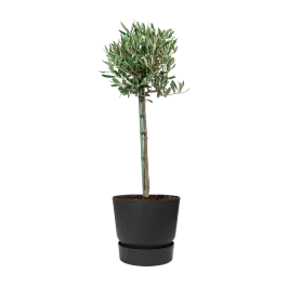 Olea Europaea in Elho Greenville zwart | Alleen deze week