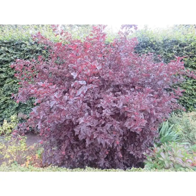 Physocarpus Diabolo | Nieuw in de shop