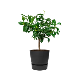 Actieprijs - Citrus Limon in Elho Greenville zwart