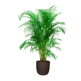 Gratis retourneren - Areca Lutescens in Nature Rib Egg Planter bruin