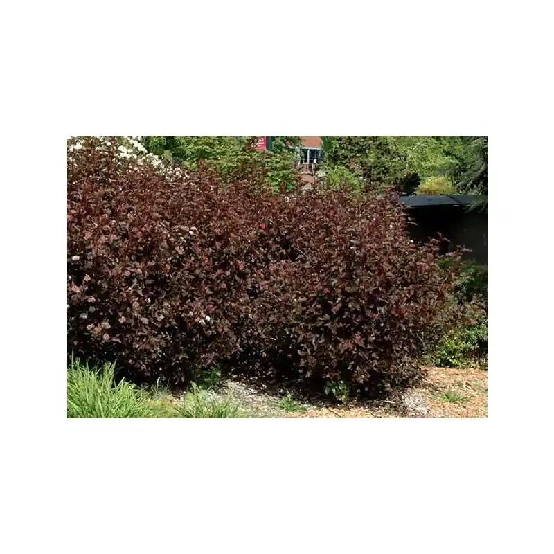 Spoedlevering - Physocarpus Red Baron