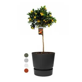 Hoge kwaliteit | Citrus Sinensis in Elho Greenville zwart