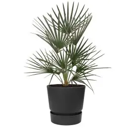 Chamaerops Humilis in Elho Greenville zwart | Direct beschikbaar