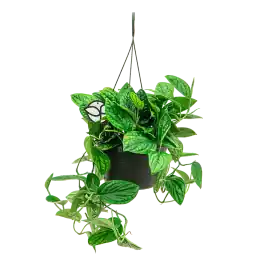 Monstera Karstenianum - Veel voordeel