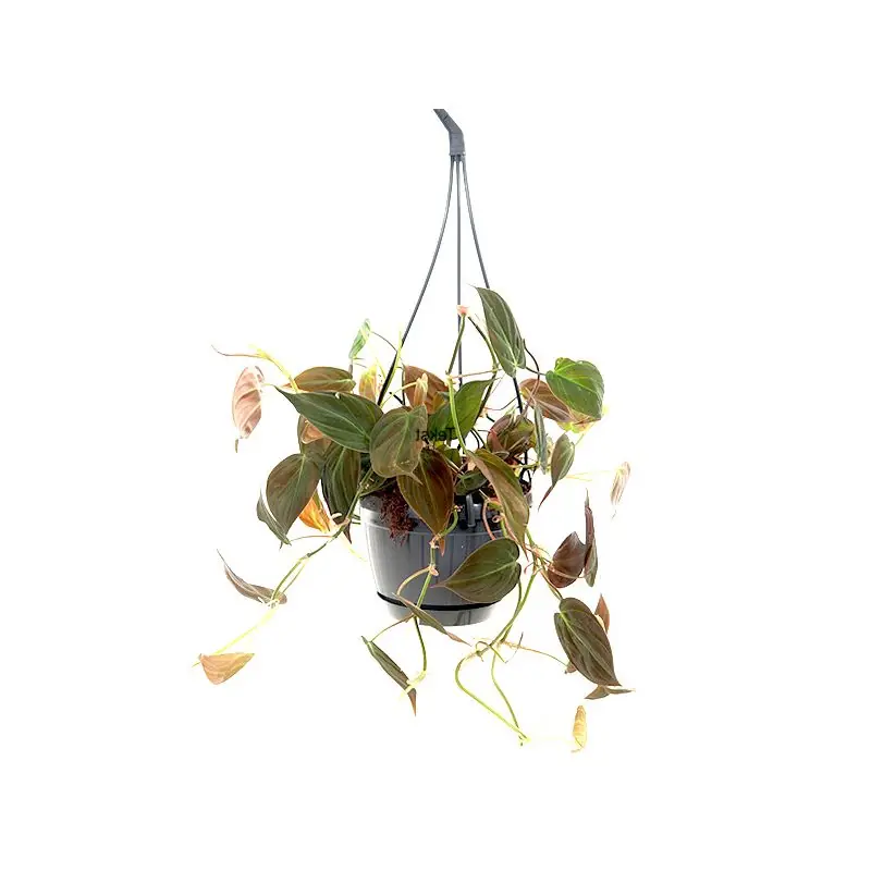 Makkelijk bestellen | Philodendron Micans