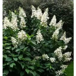 Vanaf nu beschikbaar - Hydrangea Kyushu