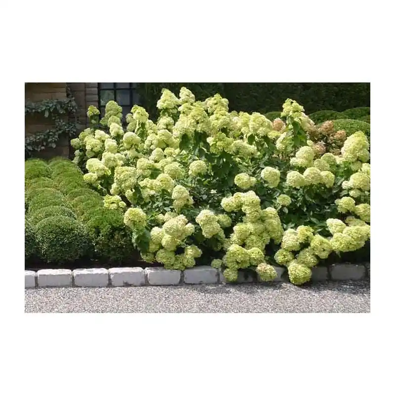 Hydrangea Little Lime | Laatste stuks
