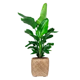 Net gelanceerd | Strelitzia Nicolai large in Bohemian Bamboo Zayn