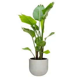 Aanbieding - Strelitzia Nicolai in Rugged Cody Cement