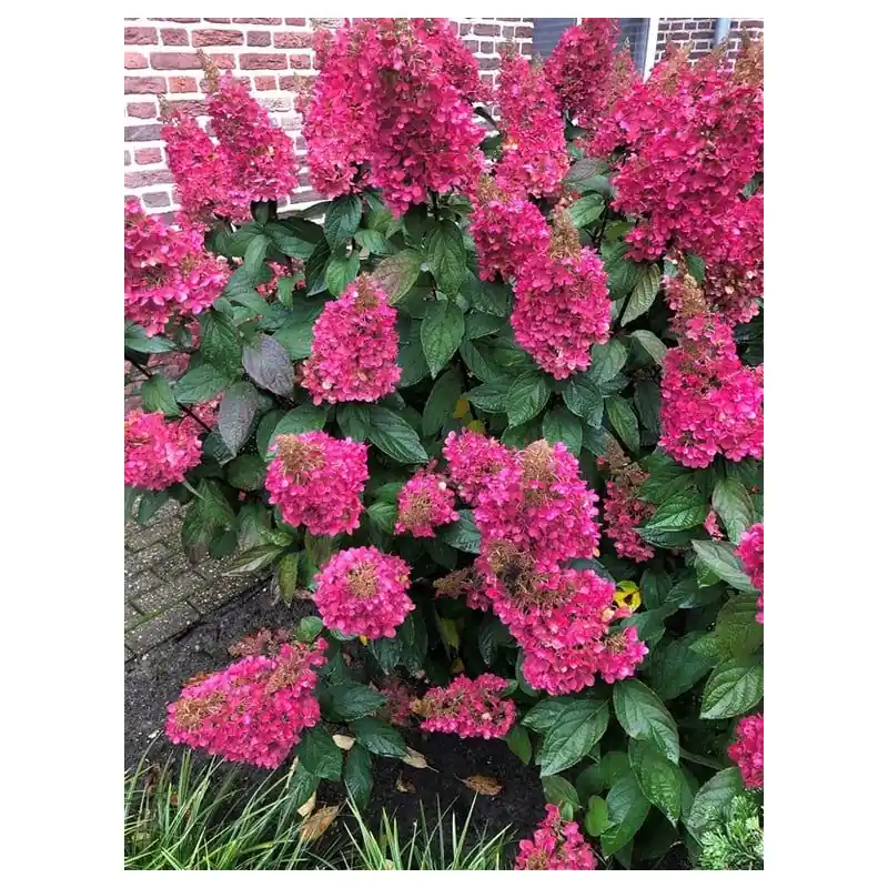 Online kopen | Hydrangea Pinky Winky