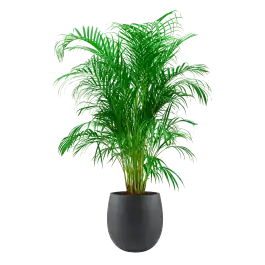Nieuwe release | Areca Lutescens in Grigio Balloon Concrete antraciet