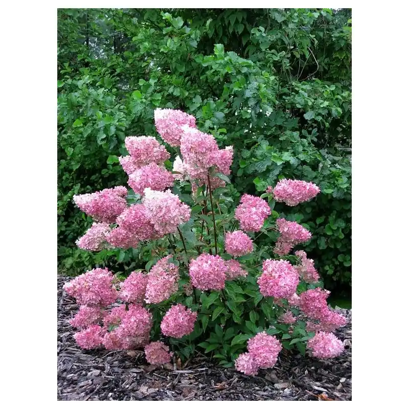 Hydrangea Vanille Fraise | Nieuw binnen