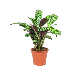 Topproduct - Ctenanthe Burle-Marxii Amabilis