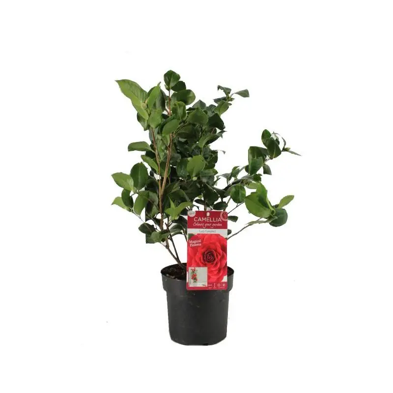 Camellia Lady Campbell - Direct kopen