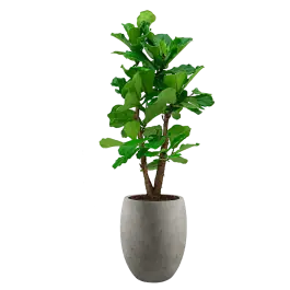 Veilige betaling - Ficus Lyrata vertakt in Grigio Tall Balloon grijs