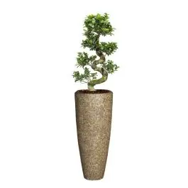 Ficus Bonsai in Naturescast Partner - Outlet