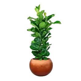 Favoriet van klanten - Ficus Lyrata in Metallic Globe Copper