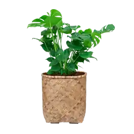 Monstera Deliciosa in Bohemian Bamboo Zayn - Snelle verzending