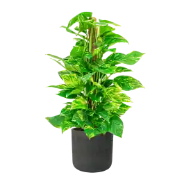 Populair | Scindapsus Aureum mosstok in Rugged Charlie zwart