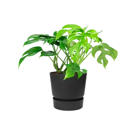 Eenvoudig retourneren - Monstera Minima in Elho Greenville zwart