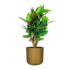 Croton Variegatum Petra in Rugged Charlie goud | Premiumkwaliteit