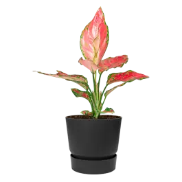 Online bestelbaar - Aglaonema Cherry Baby in Elho Greenville zwart