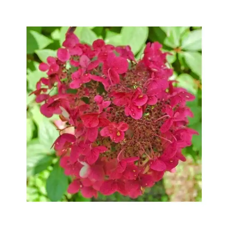Voeg toe aan winkelwagen | Hydrangea Wim‘s Red