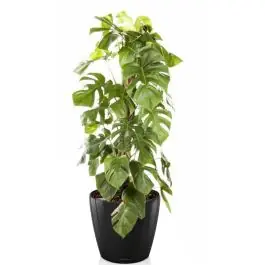 Monstera Deliciosa mosstok in watergevende Classico zwart - Bestseller