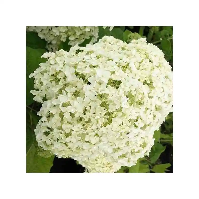 Hydrangea Annabelle | Nu kopen
