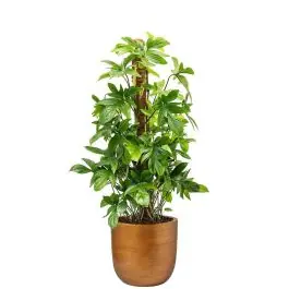 Philodendron Pedatum in Lux Retro Egg goud | Deal