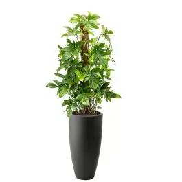 Aanbieding | Philodendron Pedatum in Pure Soft hoog antraciet