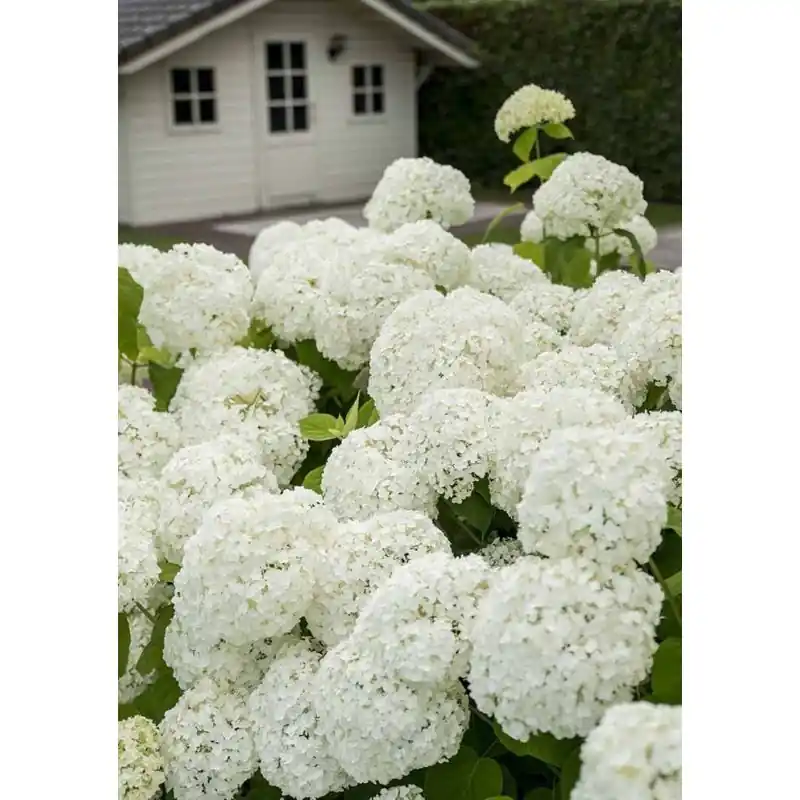 Speciale deal | Hydrangea Strong Annabelle