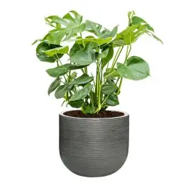 Monstera Deliciosa in Ribbed Cody grijs - Snelle levering