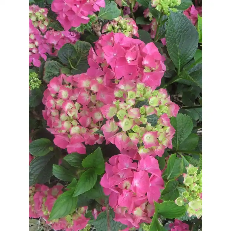 Uitverkoop - Hydrangea Alpenglühen