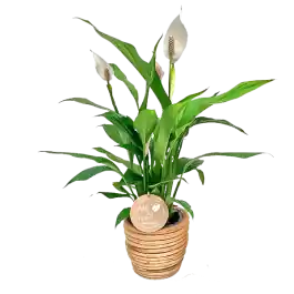 Spathiphyllum in zeegras mand | Populair bij klanten