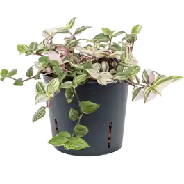 Nieuw gelanceerd - Tradescantia Fluminensis Quadricolor