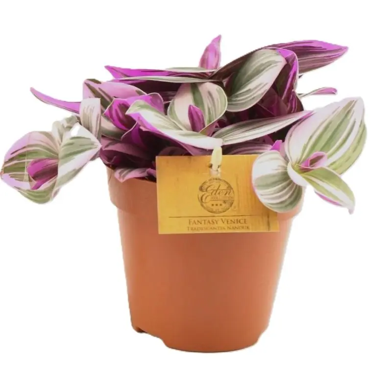 Tradescantia Nanouk - Laatste stuks