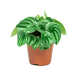 Koopje | Peperomia Argyreia