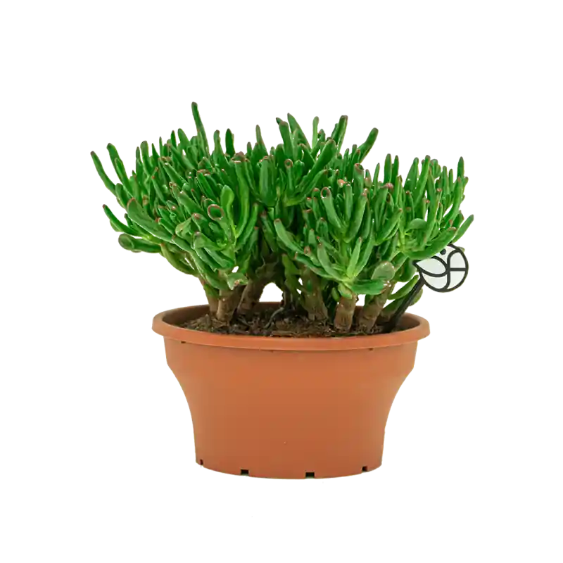 Crassula Horntree - Veel voordeel