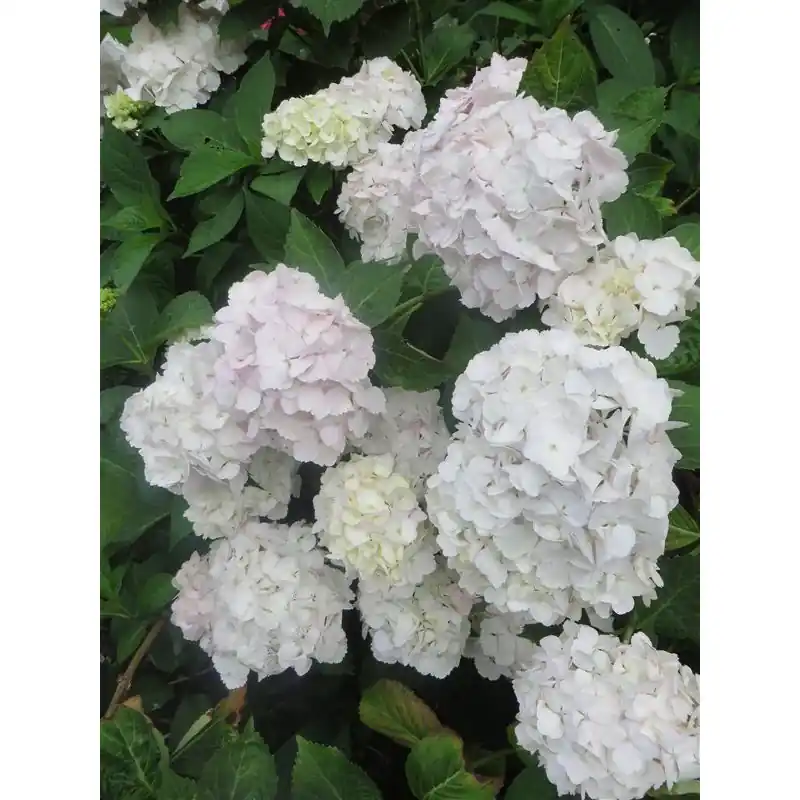 Voordelig | Hydrangea Madame Emile Mouillère