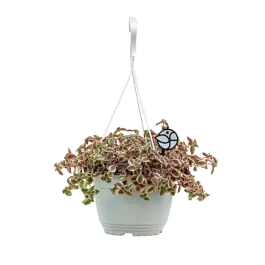 Nog maar een paar beschikbaar | Crassula Marginalis